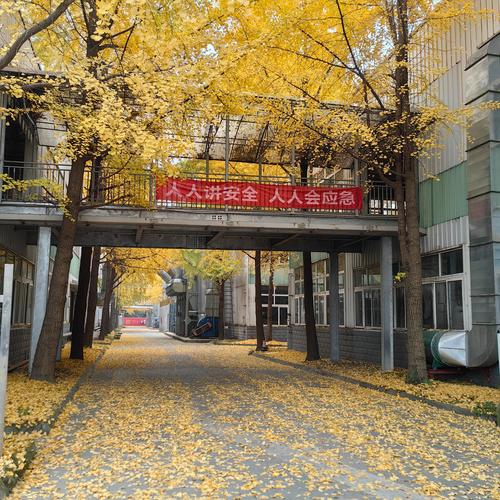 廠區(qū)金黃 最是一年銀杏好風(fēng)景