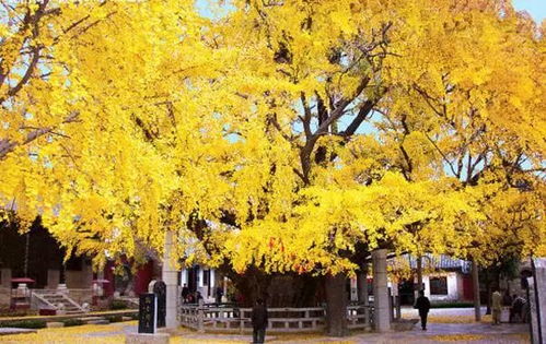 成都要變黃了 收下這份最強(qiáng)銀杏觀賞指南