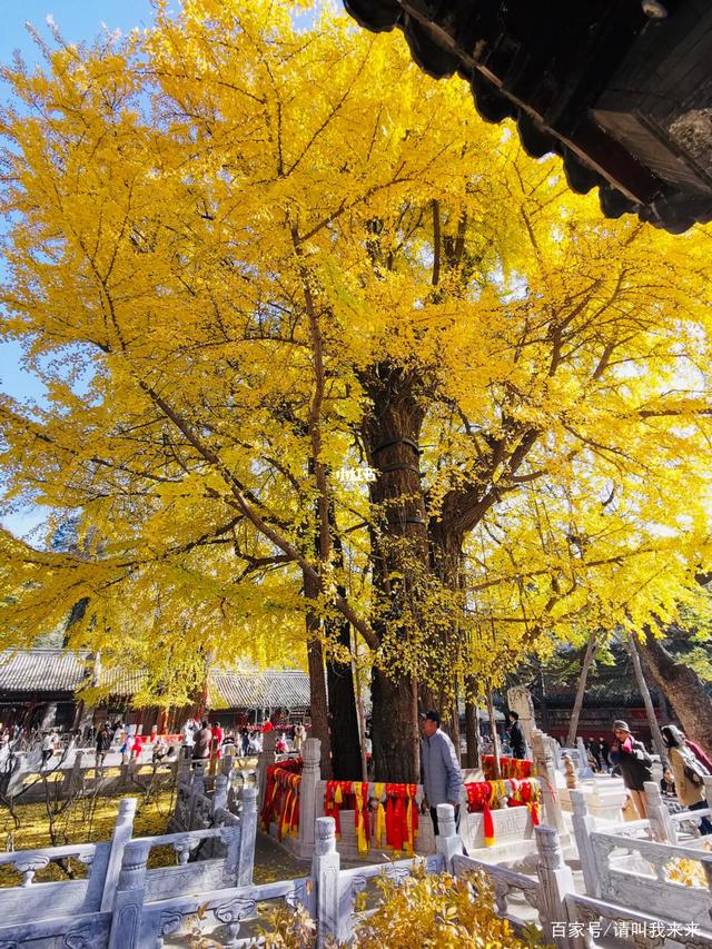 潭柘寺帝王銀杏樹 千年古樹的皇家氣韻與秋日華章