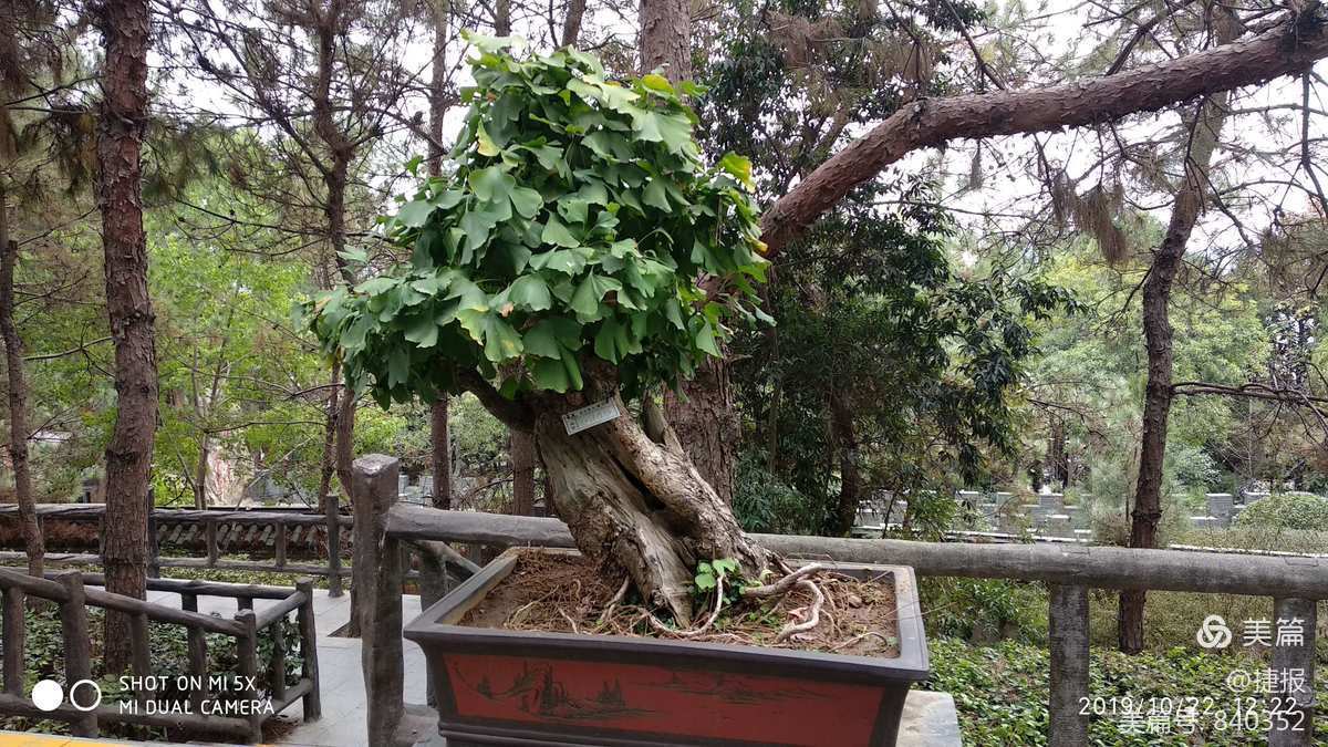 銀杏樹盆景欣賞 一盆一景，千年風(fēng)韻